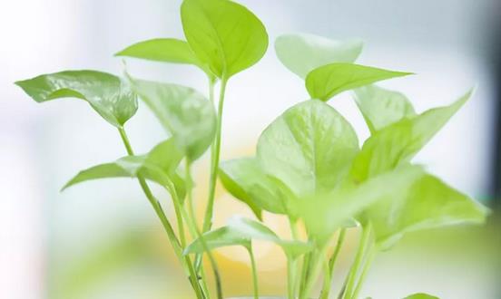 泰安甲醛检测：绿萝到底能不能除甲醛？